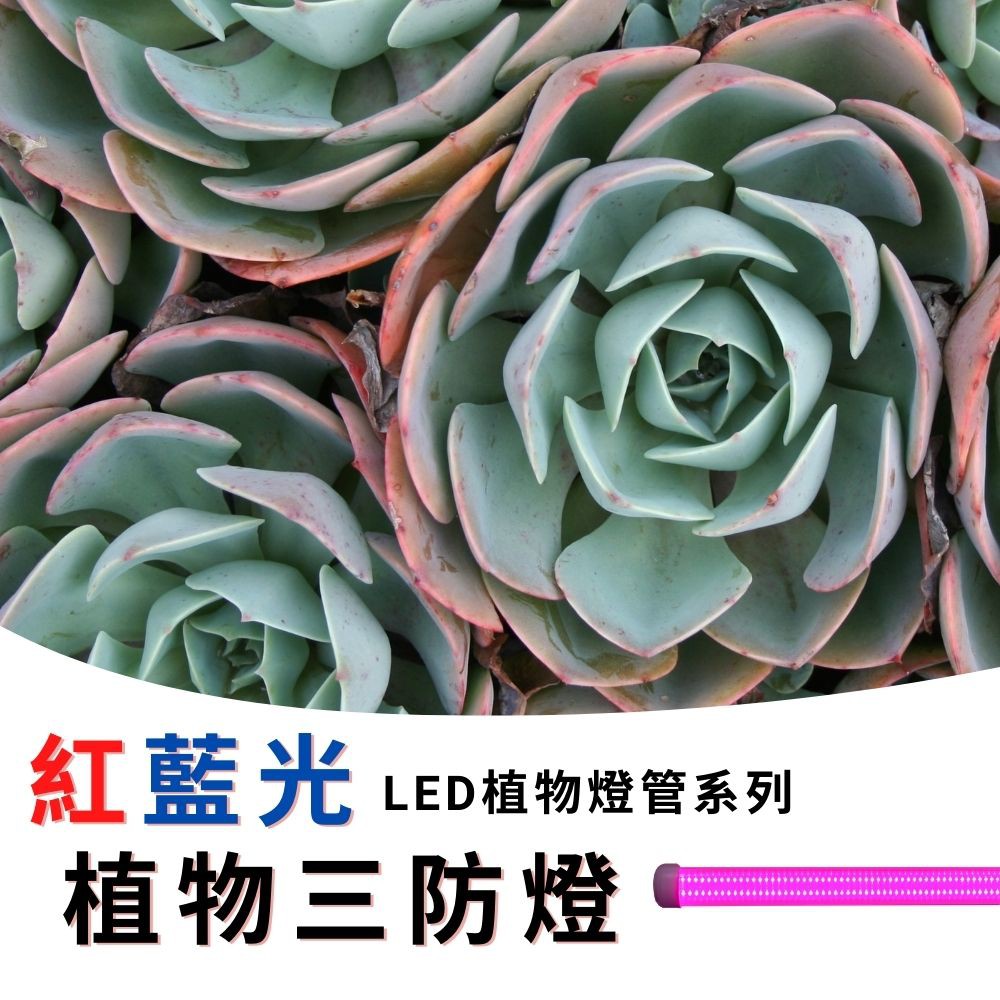 【君沛】4呎 50W 防水植物燈 紅藍混光 三防燈 LED生長燈 育苗顯色 防徒長 多肉 陽台大面積補光, , large