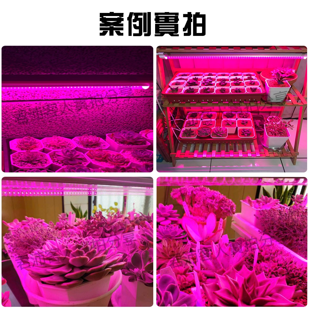 【君沛】紅藍光譜 3呎 T8植物燈管 25W 育苗首選 抑制徒長 鹿角蕨孢子苗 玫瑰補光 發根強化 專業生長燈, , large