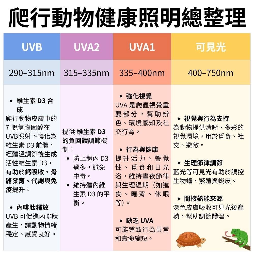 【君沛爬蟲燈】UVB 爬蟲燈 PAR38 10W｜高 UVI LED 補光燈 適用鬃獅蜥 沙漠鬣 赫曼陸龜 烏龜 蜥蜴, , large
