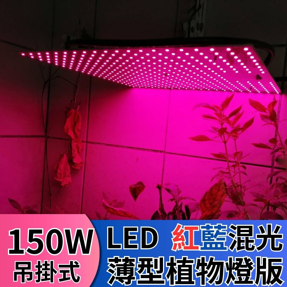 【君沛植物燈】LED植物燈 植物燈板 150瓦 量子板 植物層架燈板 紅藍混光 植物燈板 裸版 led燈板, , large