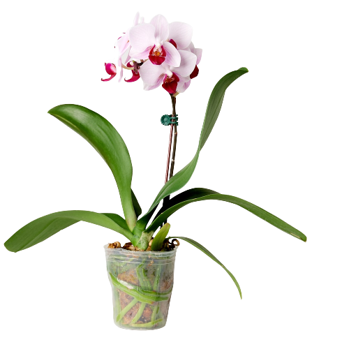 蝴蝶蘭開花株-五株一組, , large