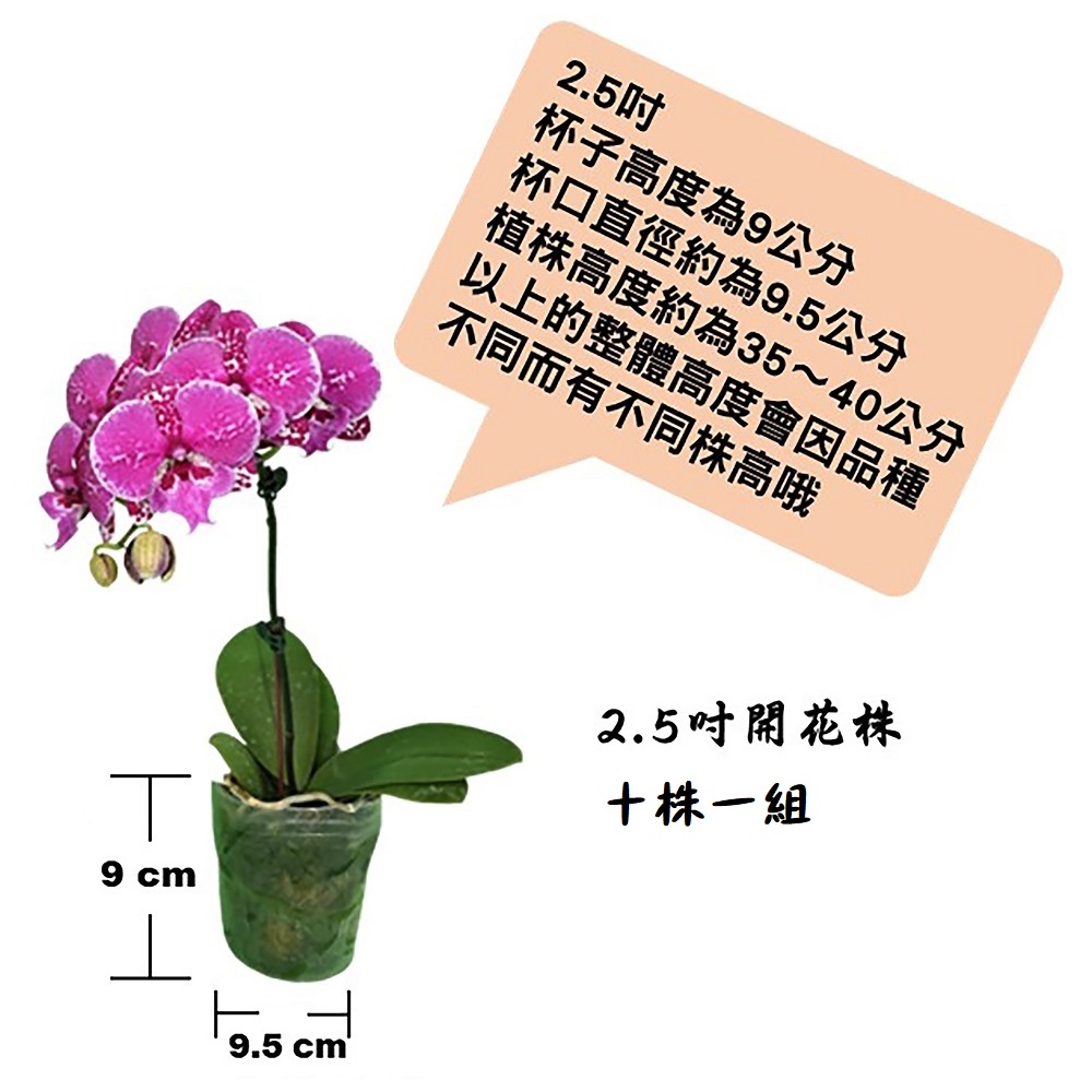 蝴蝶蘭開花株-十株一組, , large