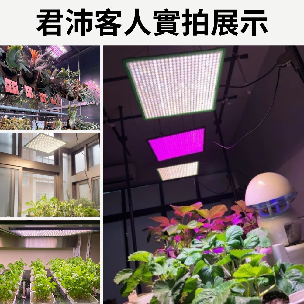 【君沛植物燈】LED植物燈 LED50W薄型植物燈板 50W 磁吸式植物燈 雙色光譜設計 有助於提高栽培效率和作物質量, , large