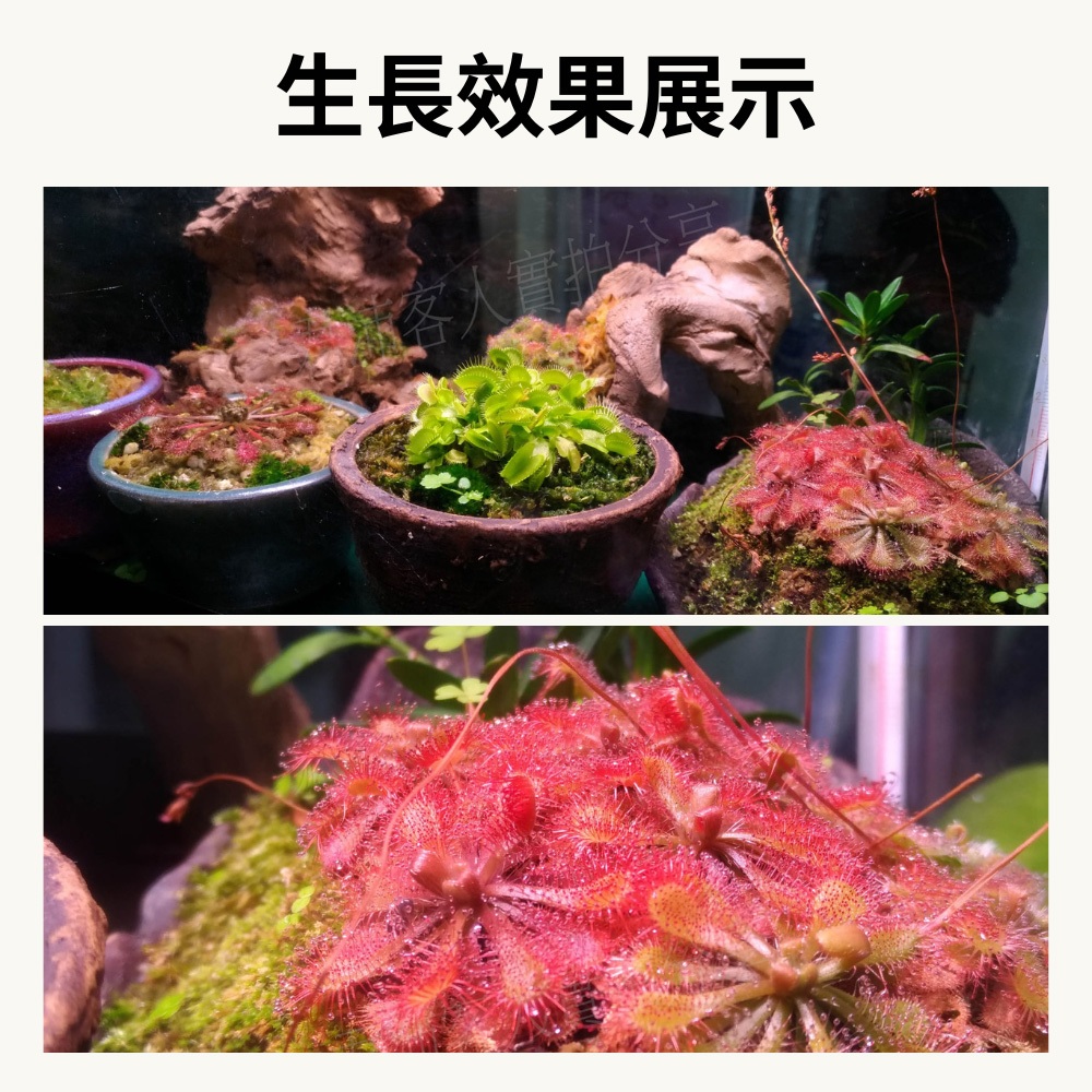 【君沛】3號顯色光譜 T8植物燈管 食蟲植物推薦 捕蠅草 毛膏菜顯色 抑制徒長 室內燈養首選 桌上型專業生長燈, , large
