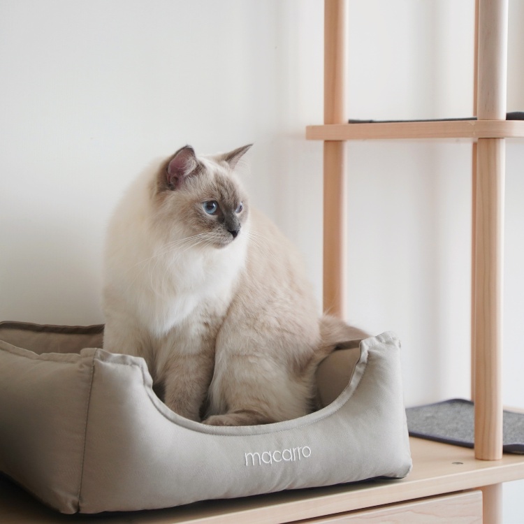 【paipaipets】Latex Pet Bed with cotton sheets - Elephant Gray, , large