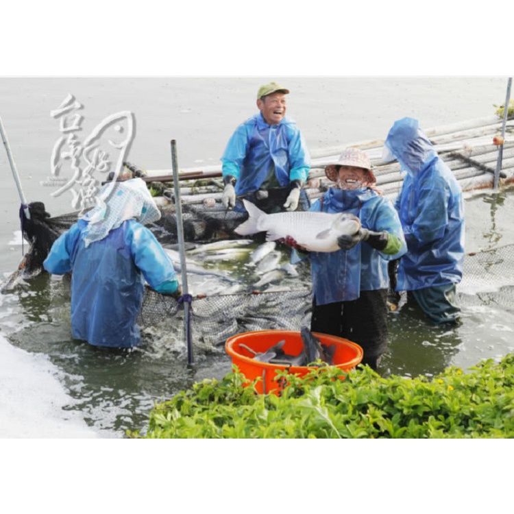 【台灣好漁】卡啦鮮脆鯛魚塊 250g&plusmn;10% (國產鯛魚/方便好料理), , large