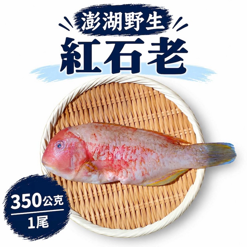 【一夫水產】澎湖野生紅石老, , large