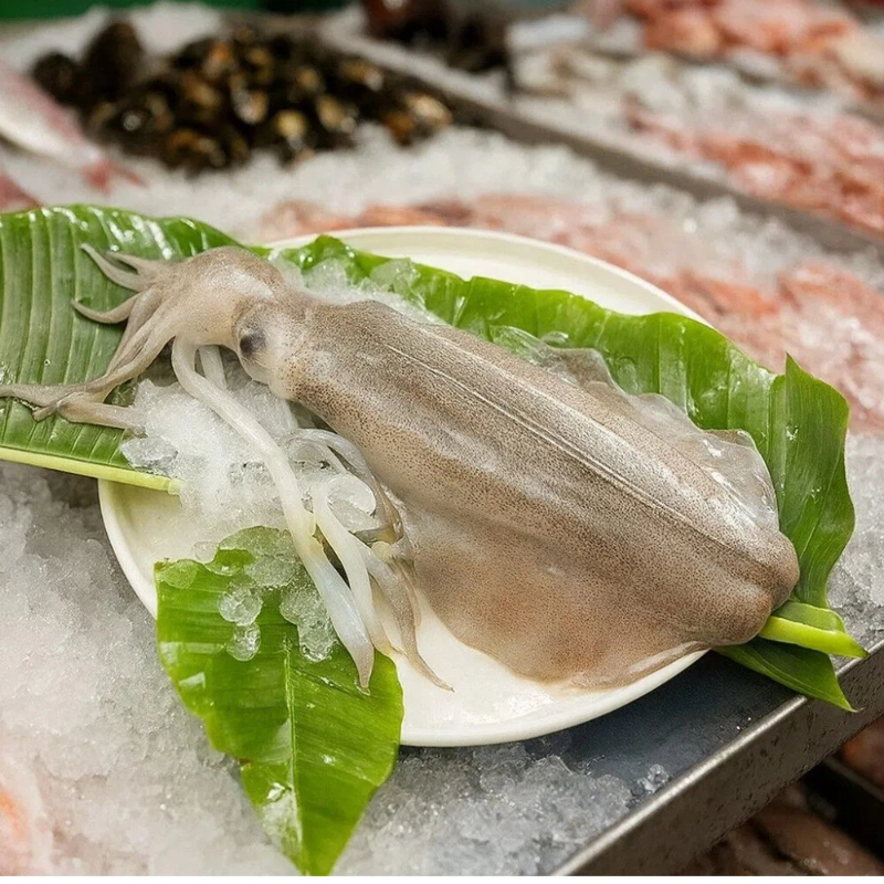Cuttlefish, , large