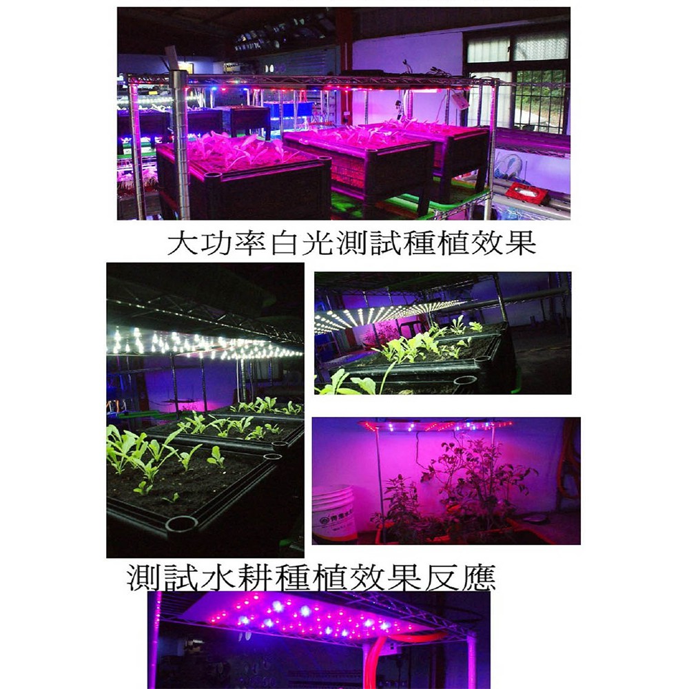 植物生長燈 100瓦 紅 藍光 防水 660nm紅光 明緯電源供應器 臺灣生產 莖葉類植物專用(聚光型), , large