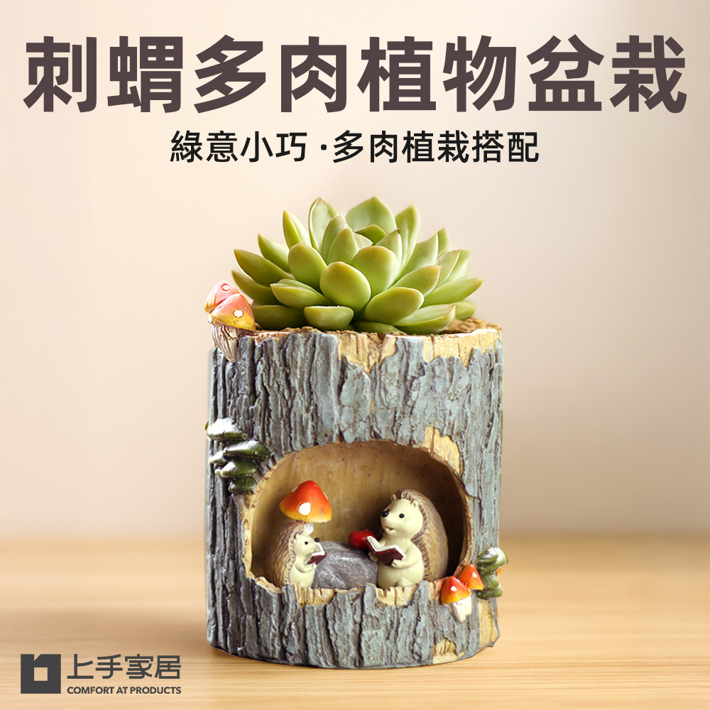 【上手家居】刺蝟多肉植物盆栽 刺蝟(多肉盆栽/室內植物/仙人掌盆栽/小盆栽/迷你盆栽), , large