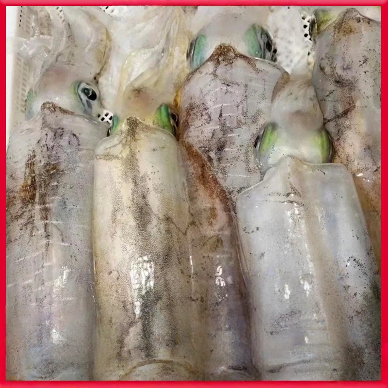 Cuttlefish, , large