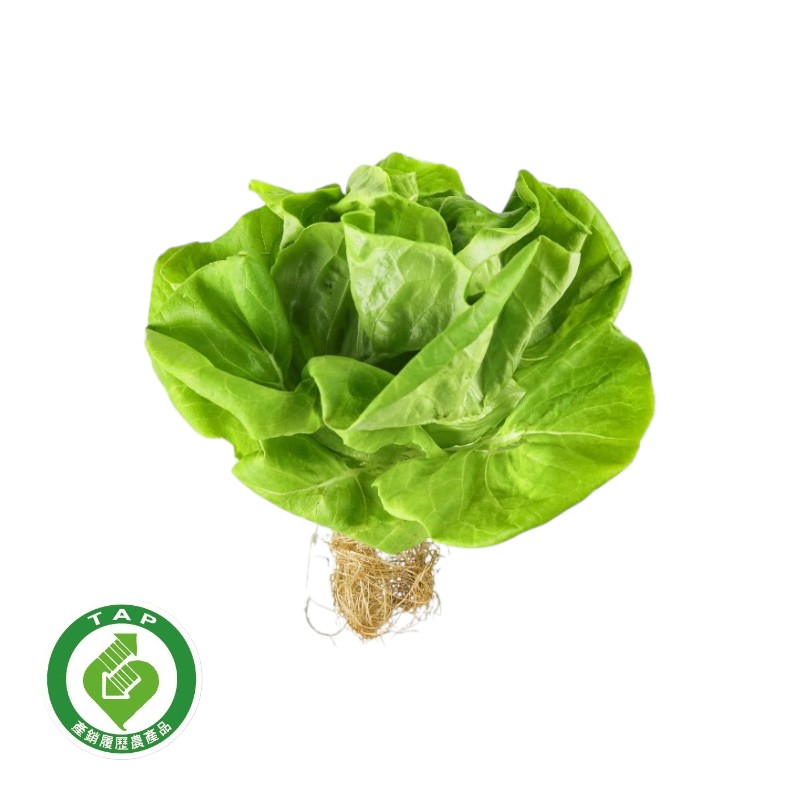 履歷綠奶油活生菜100g/袋, , large