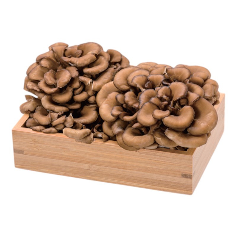 Japanese Maitake, , large